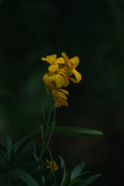Spring Flowers