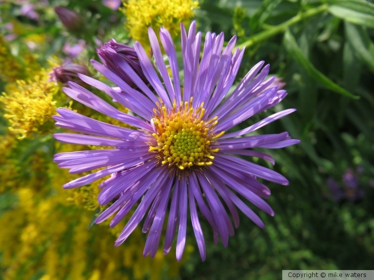 Purple-Stemmed Aster