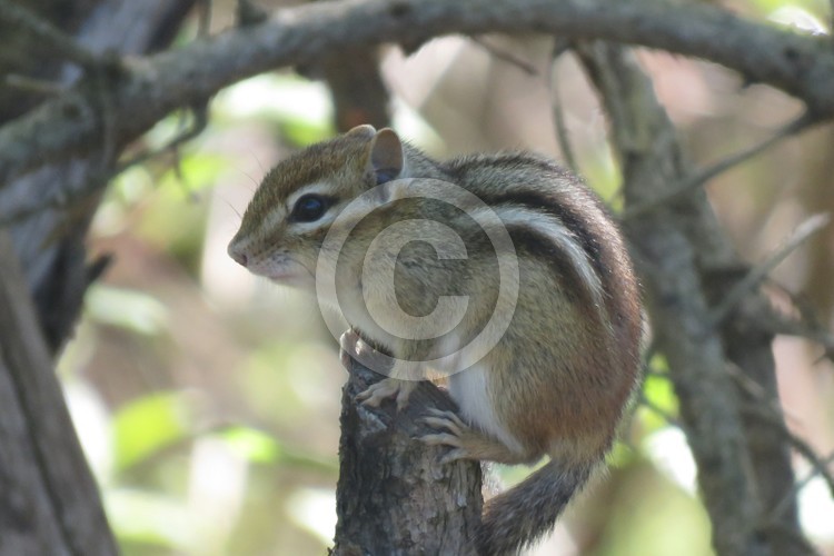 Chipmunk