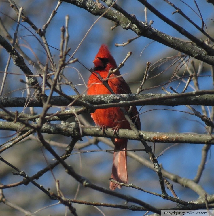 Cardinal