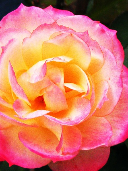Mini Rose