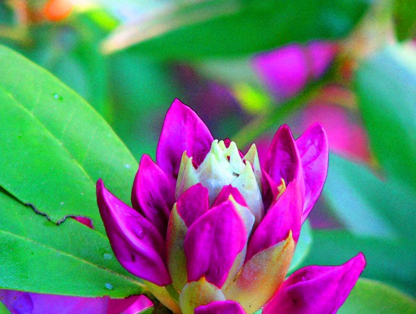Azalias6