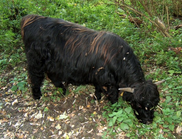 Brown streaks