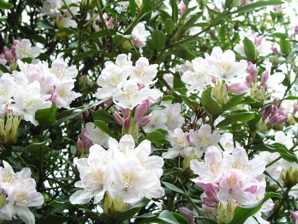 Spring Blooms