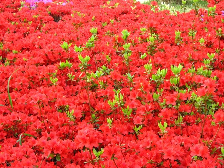 red red every where red
