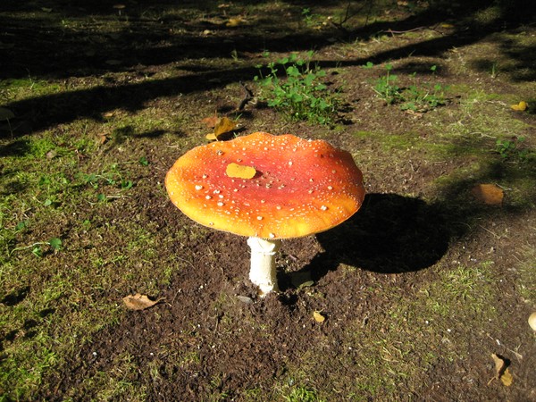 Good Morning Mushroom