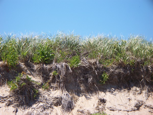 grassy sand dunes