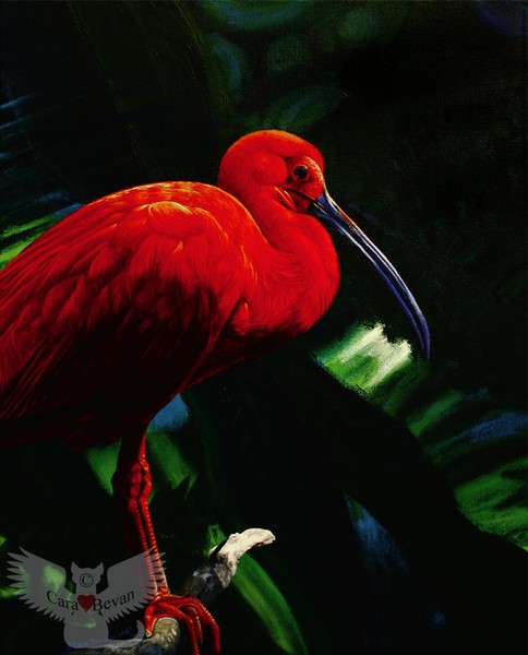 Rainforest Ruby