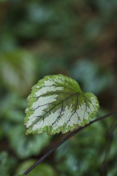 green, white and purple