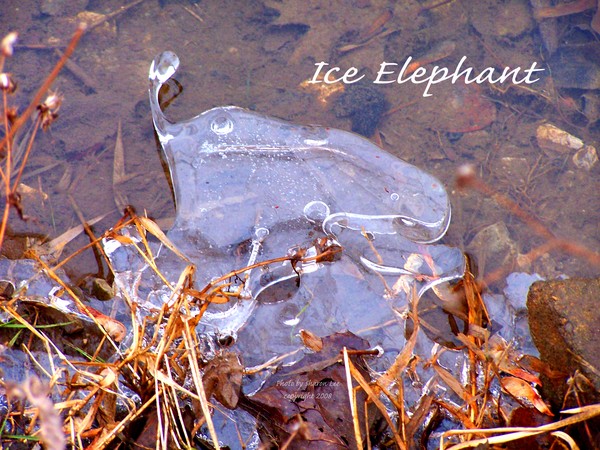 Little lost Elephant