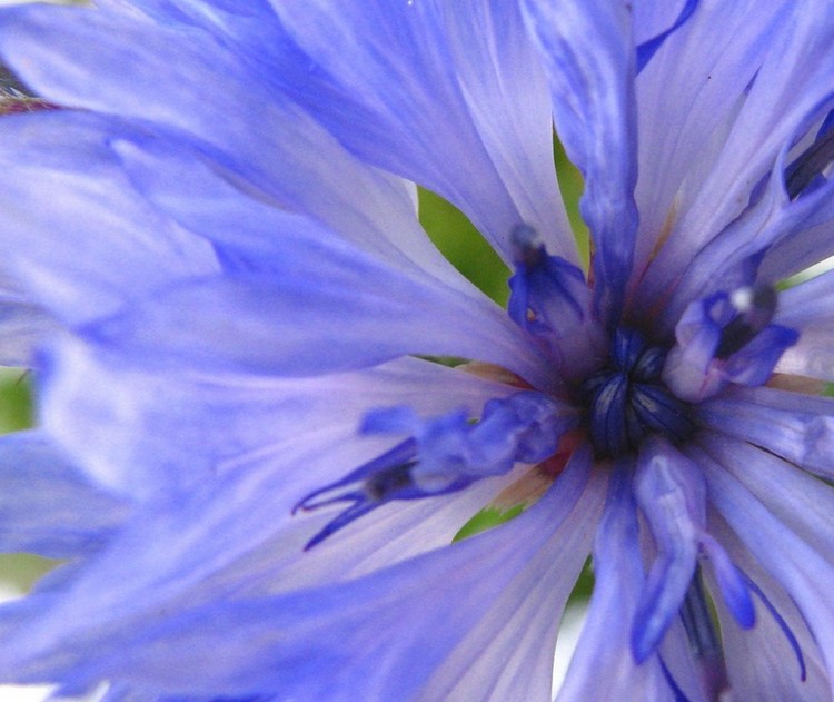 Blue Princess