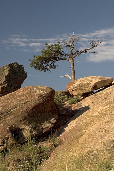 Single tree on rocks