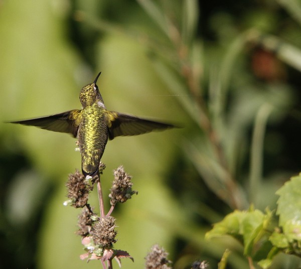 Hummingbird looking to the sky