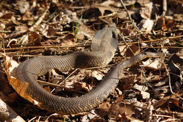 My first big snake in the wild!