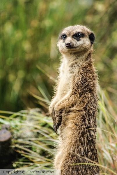 Meerkat
