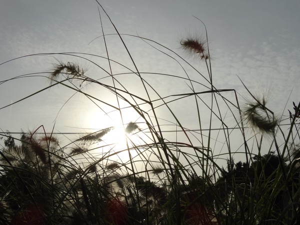 sunset and grasses
