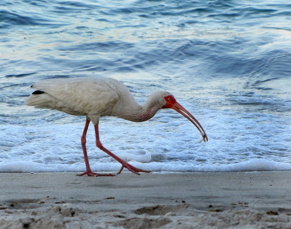 Ibis fishing the shoreline
