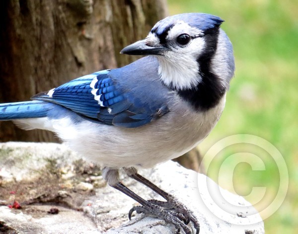 The Handsome Bluejay!