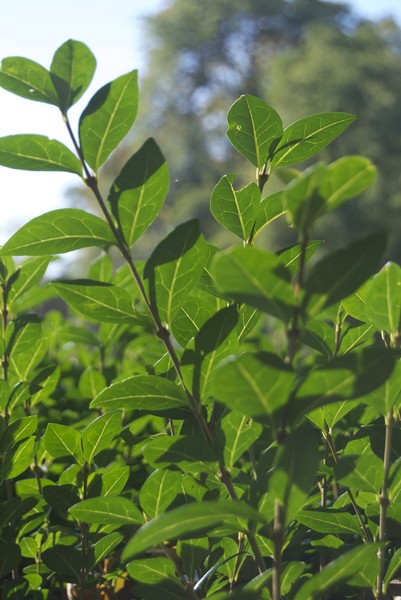 Leaves One