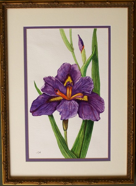 Louisiana Iris