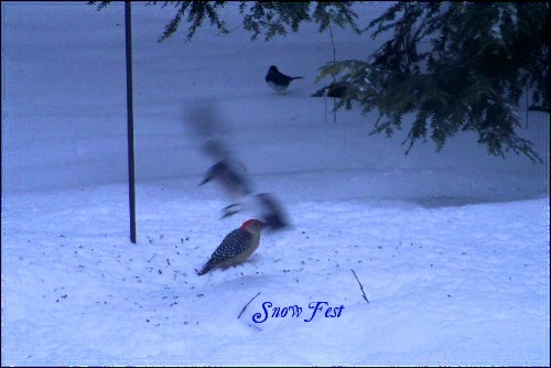 Snow Fest