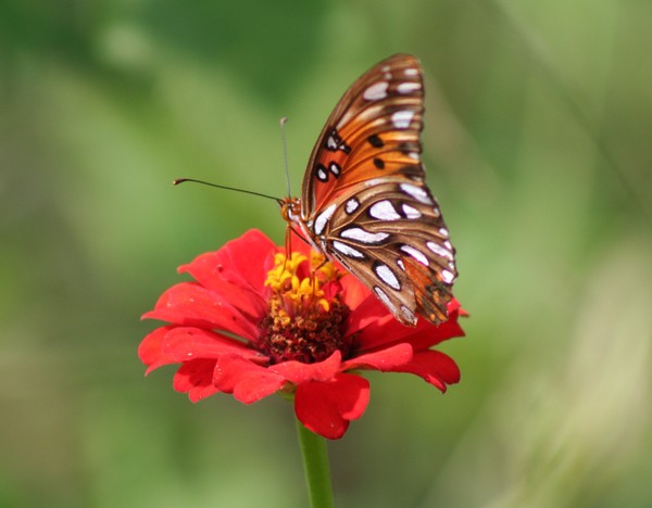 Gulf Fritillary 2