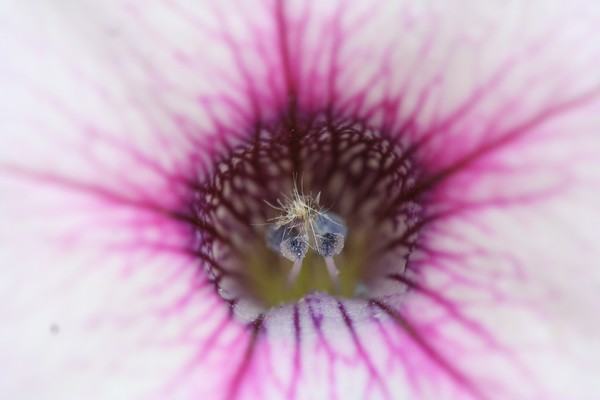 petunia 1