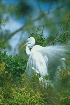 White Egret ***. ©2009, JDS