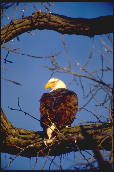 Wabasha Eagle