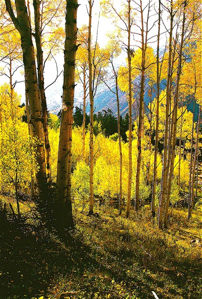 FALL COLOR NEAR ASPEN COLORADO