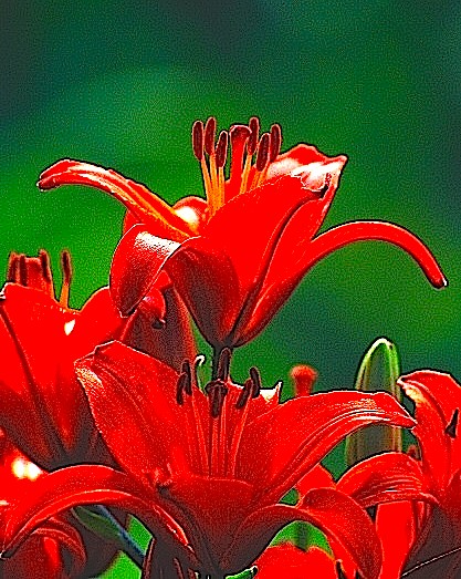Red Tiger Lilies