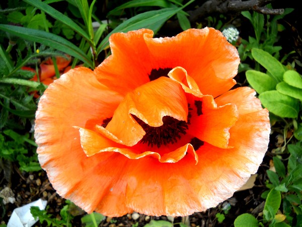 Gorgeous-Glory of Orange