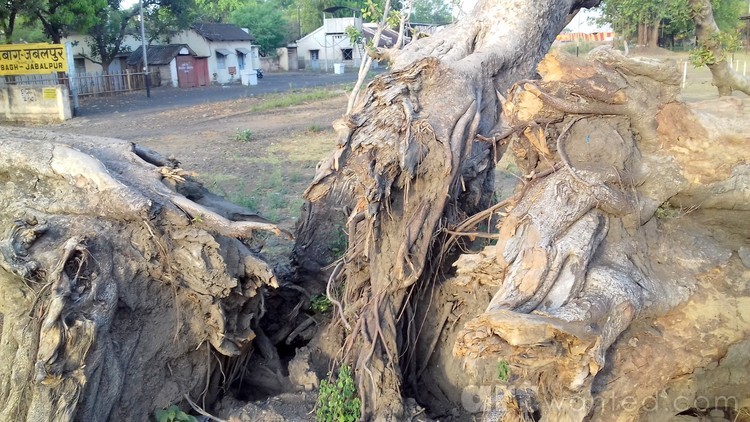 Outlived Tree on ground