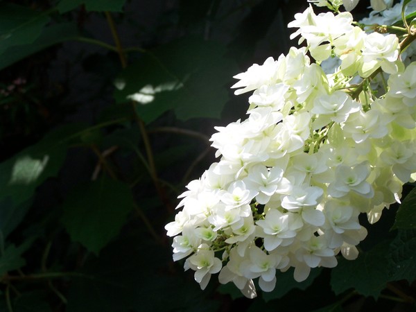 White Flower
