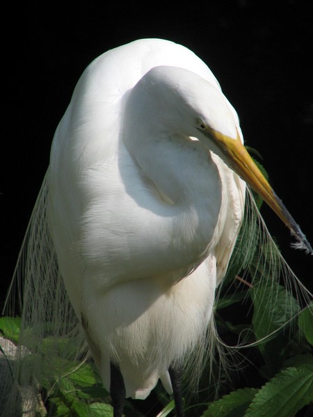 Great Egret