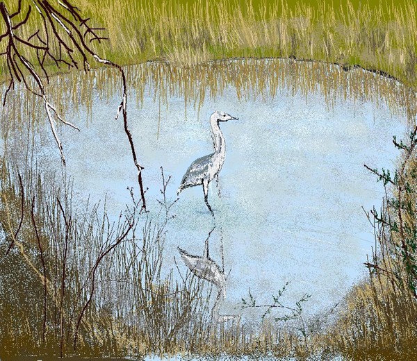 Great Blue