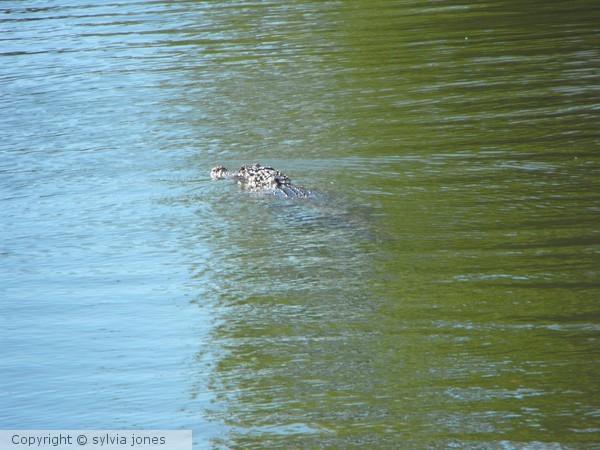 Alligator