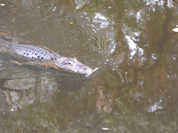 Alligator