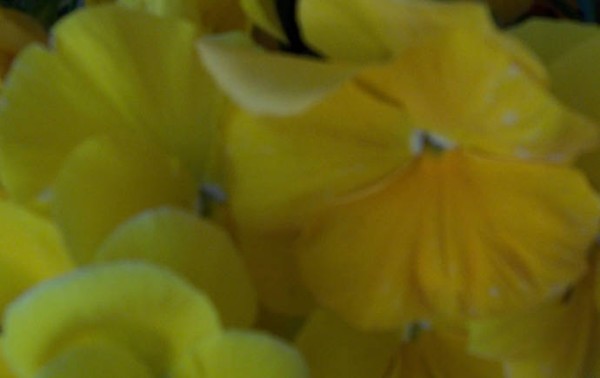 Yellow Flowers