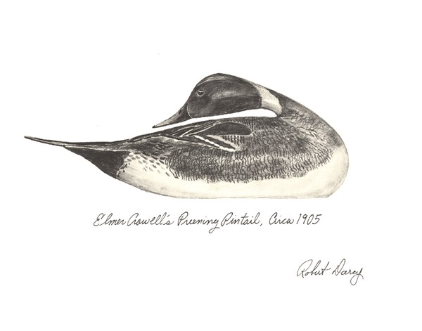 Preening Pintail