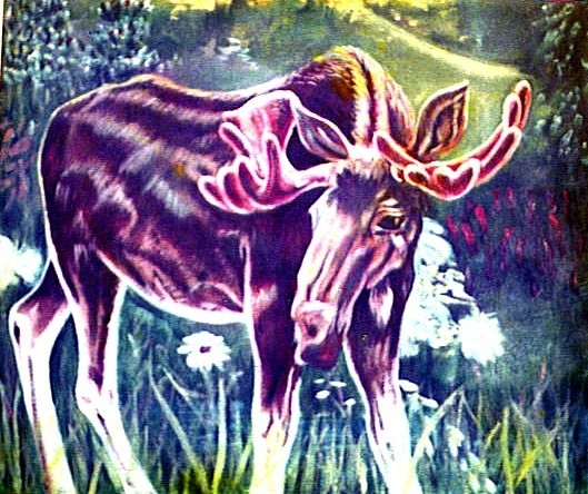 Moose