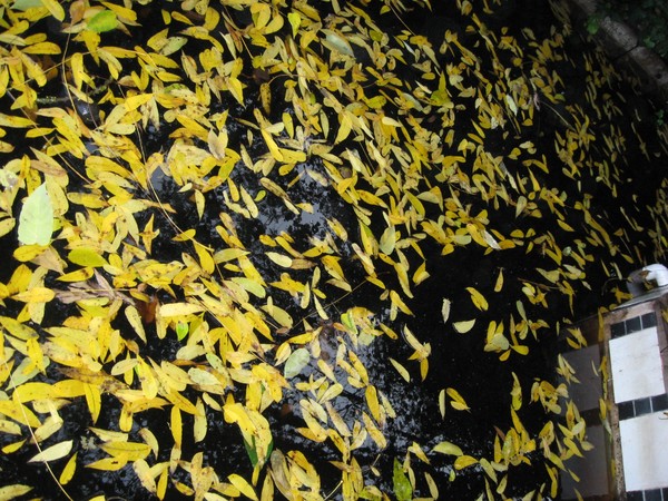 Autumn Pool