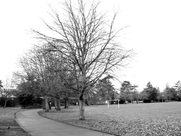 Winter Tree 1