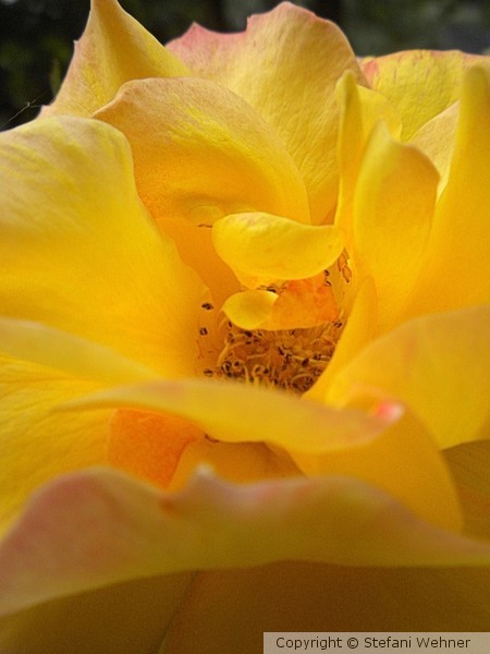 yellow attraction