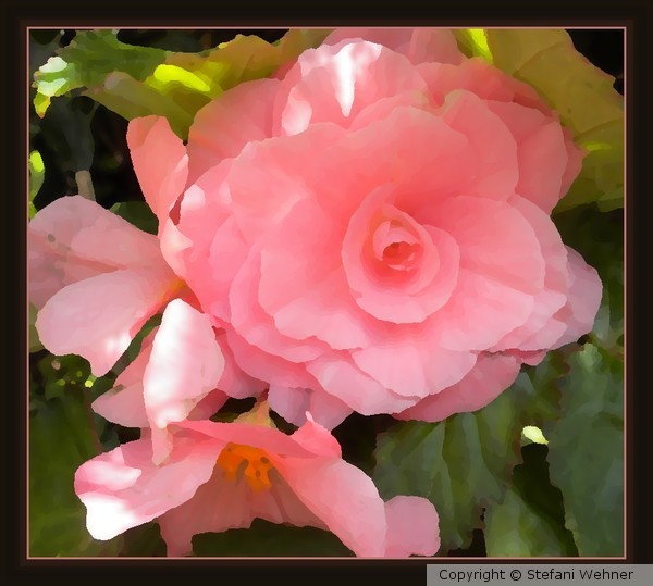 pink begonia