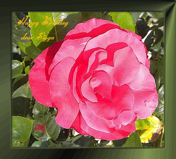 a rose for a friend