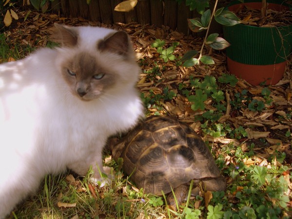 don't touch my turtle