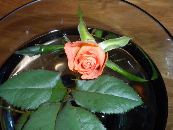swimming rose