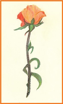 The Orange Rose