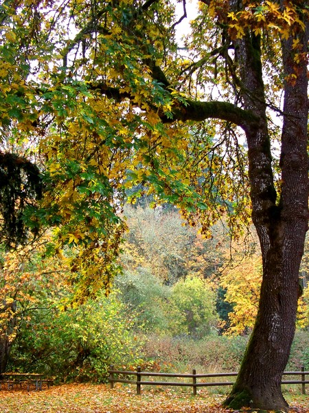 Nature's Beauty